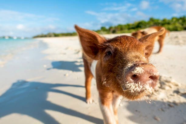 Schwimmende Schweine am Schweinestrand auf den Bahamas
