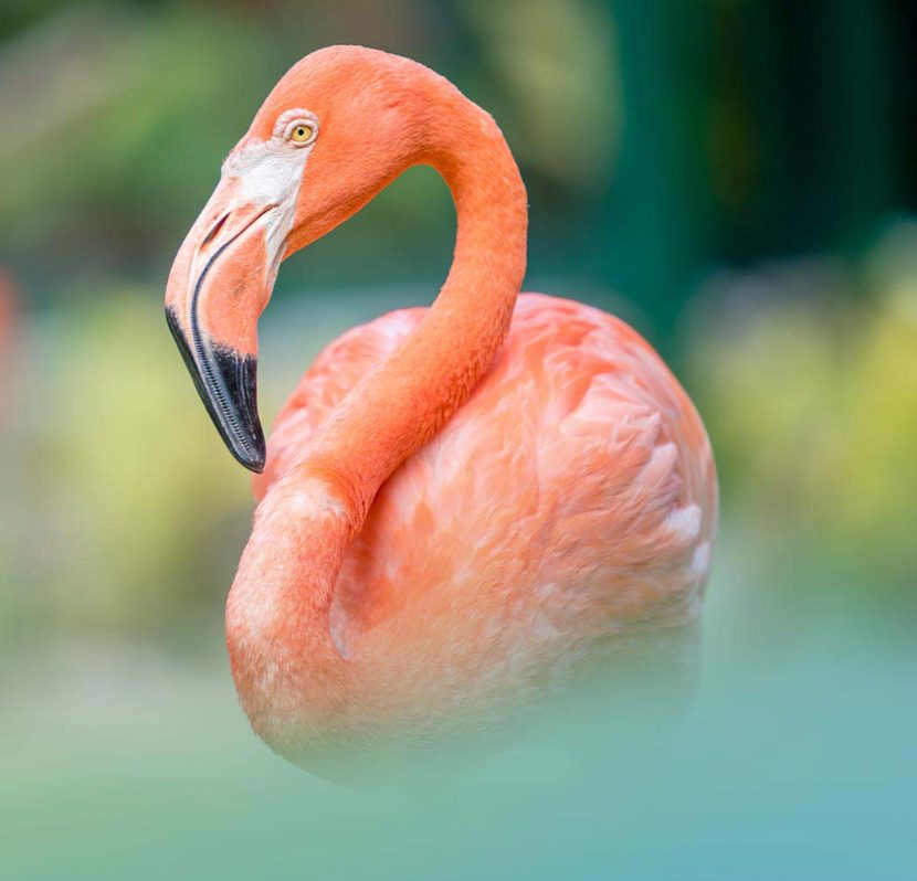 Flamingos in den Bahamas