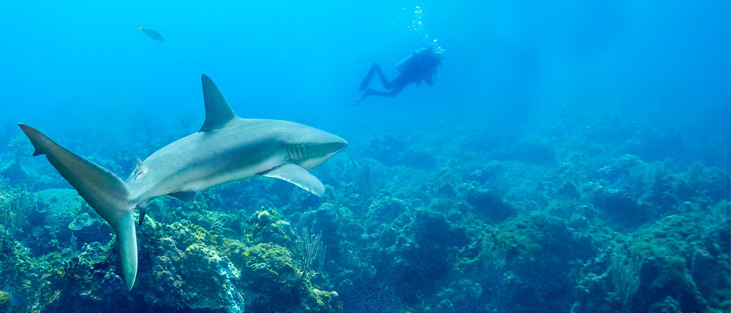 Haie in Bahamas