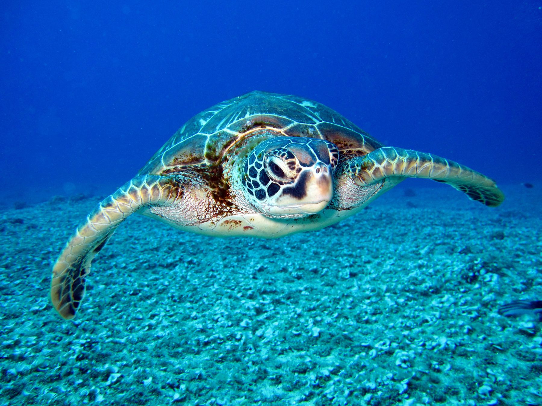 Schildkröten in Bahamas